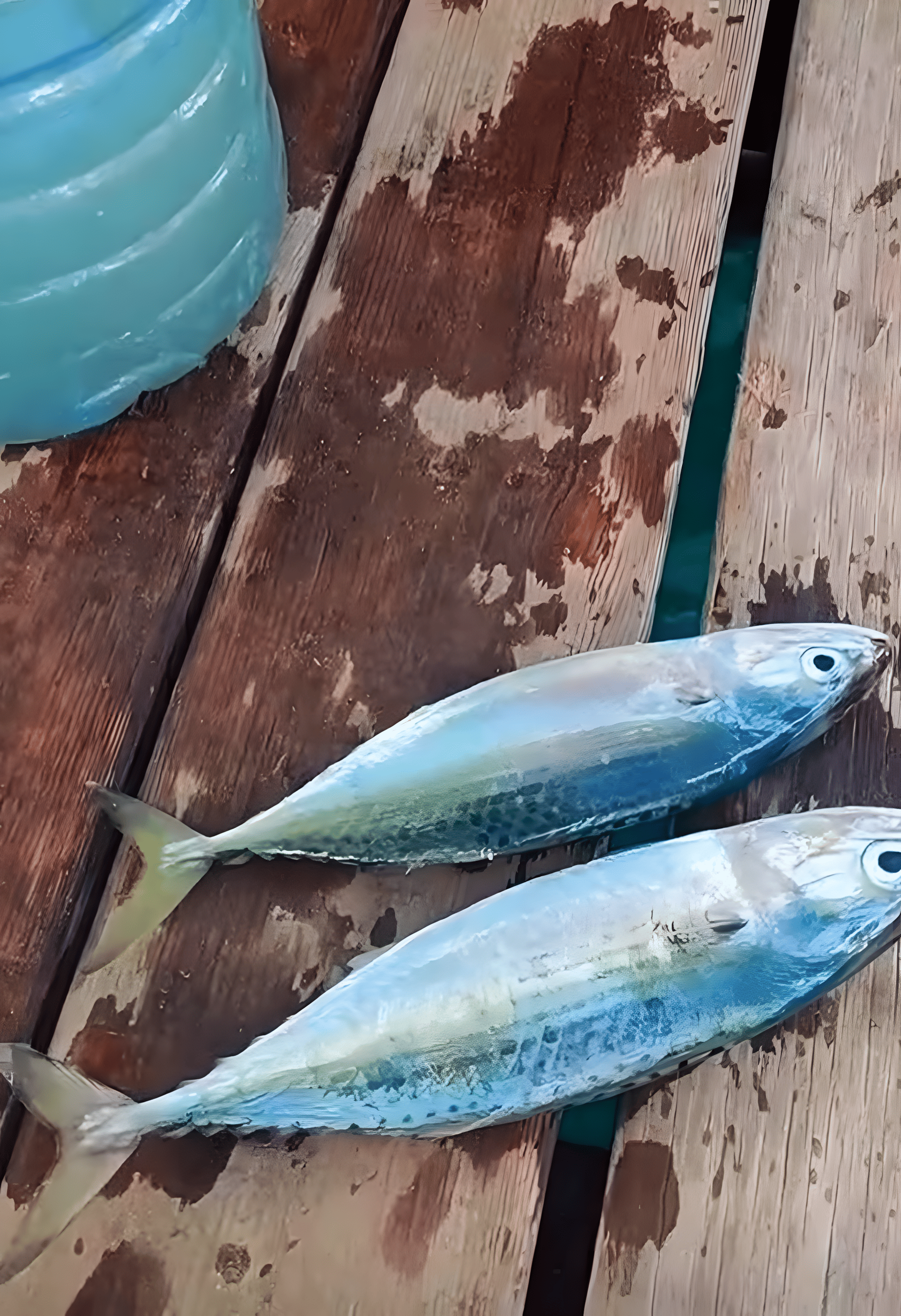 Fishing in Hurghada