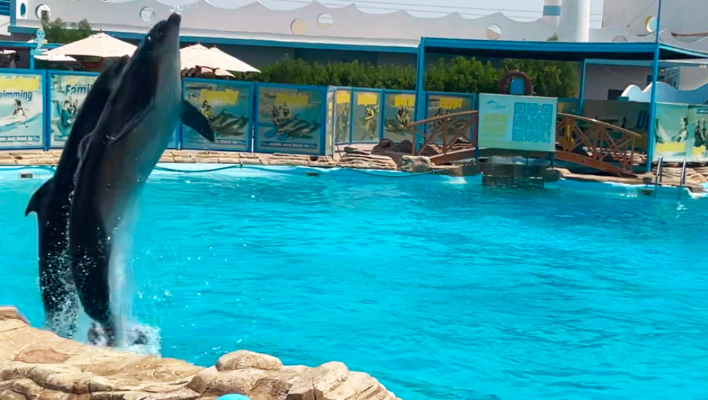 Hurghada Dolphin World