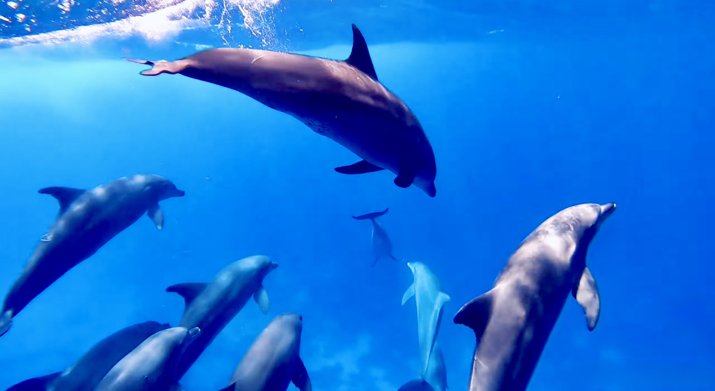 Dolphin Bay