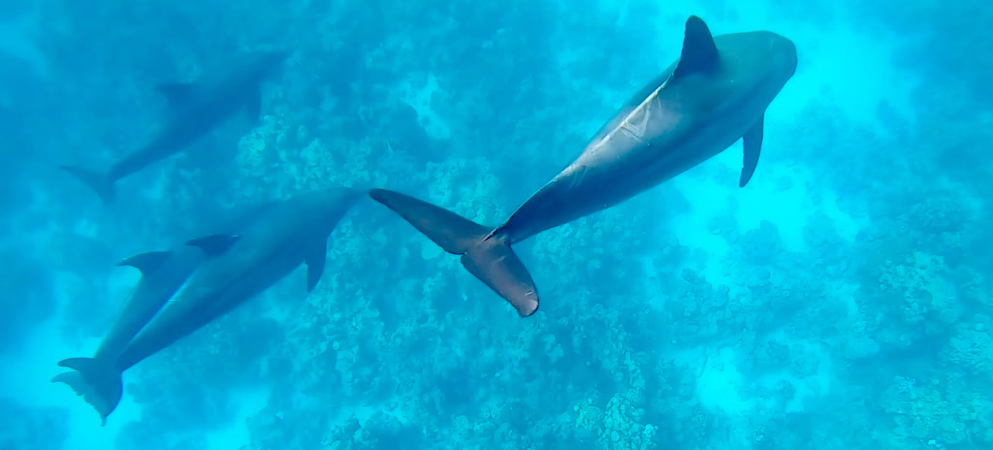 Dolphin house Satayya reef)